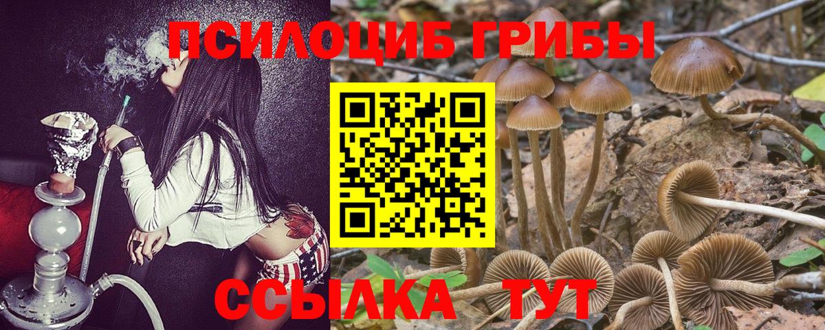 Псилоцибиновые грибы Psilocybe Магадан